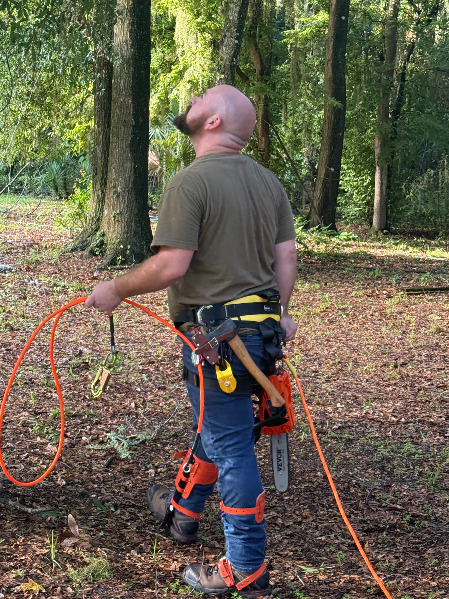 Arborist scouting the canopy before the climb