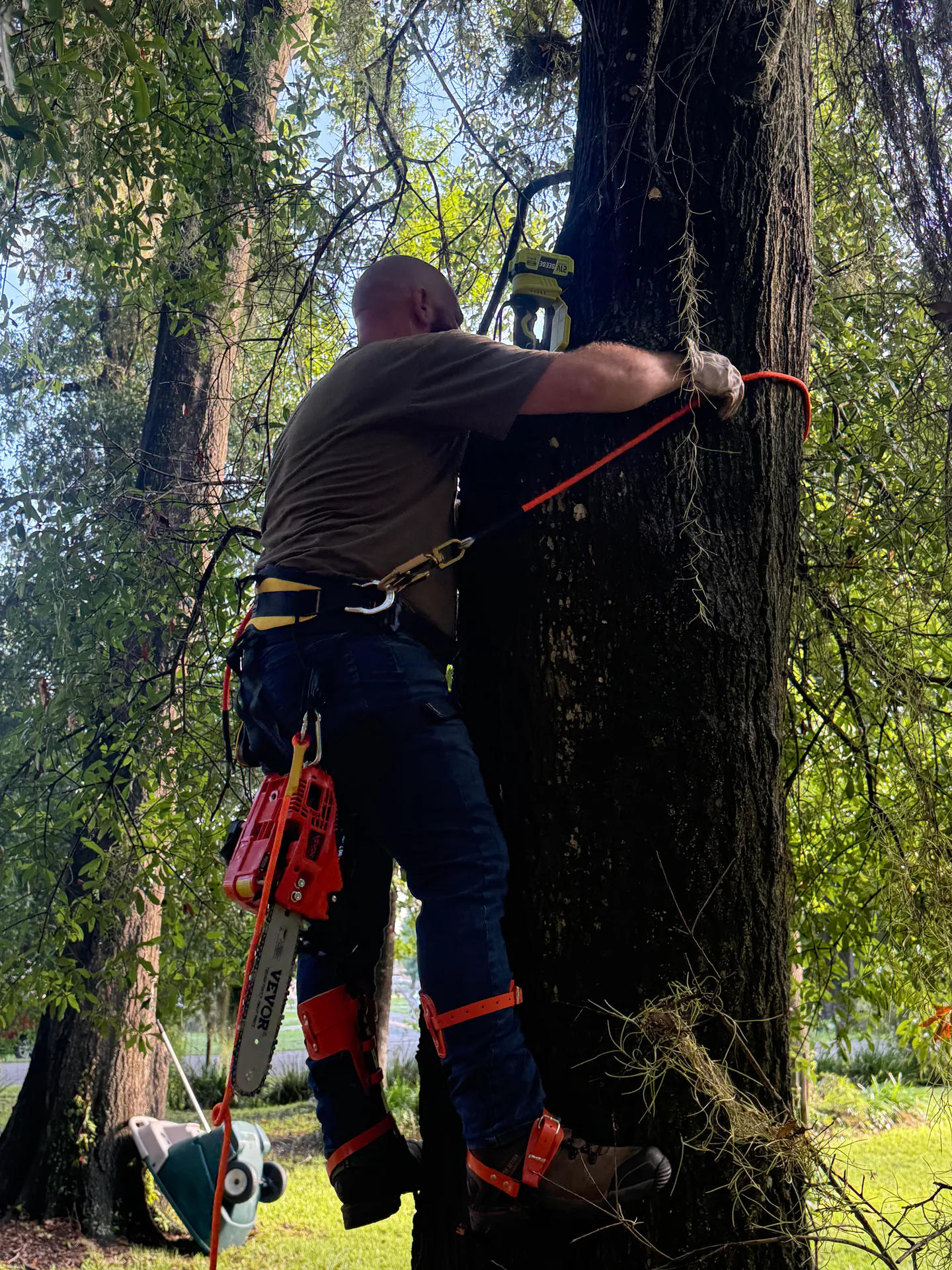 Arborist ascending a large Florida oak