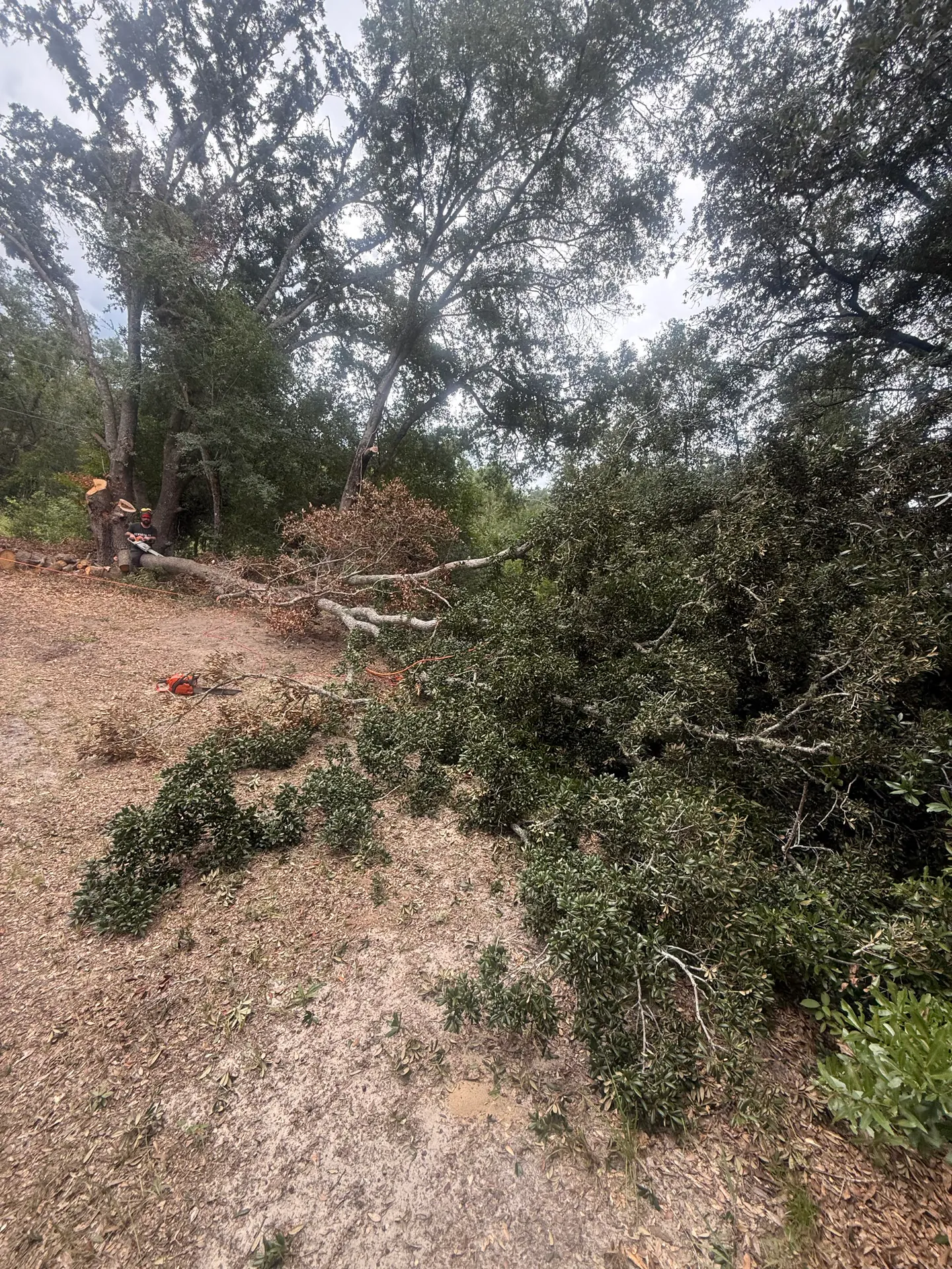 Controlled limb removal during a residential tree project
