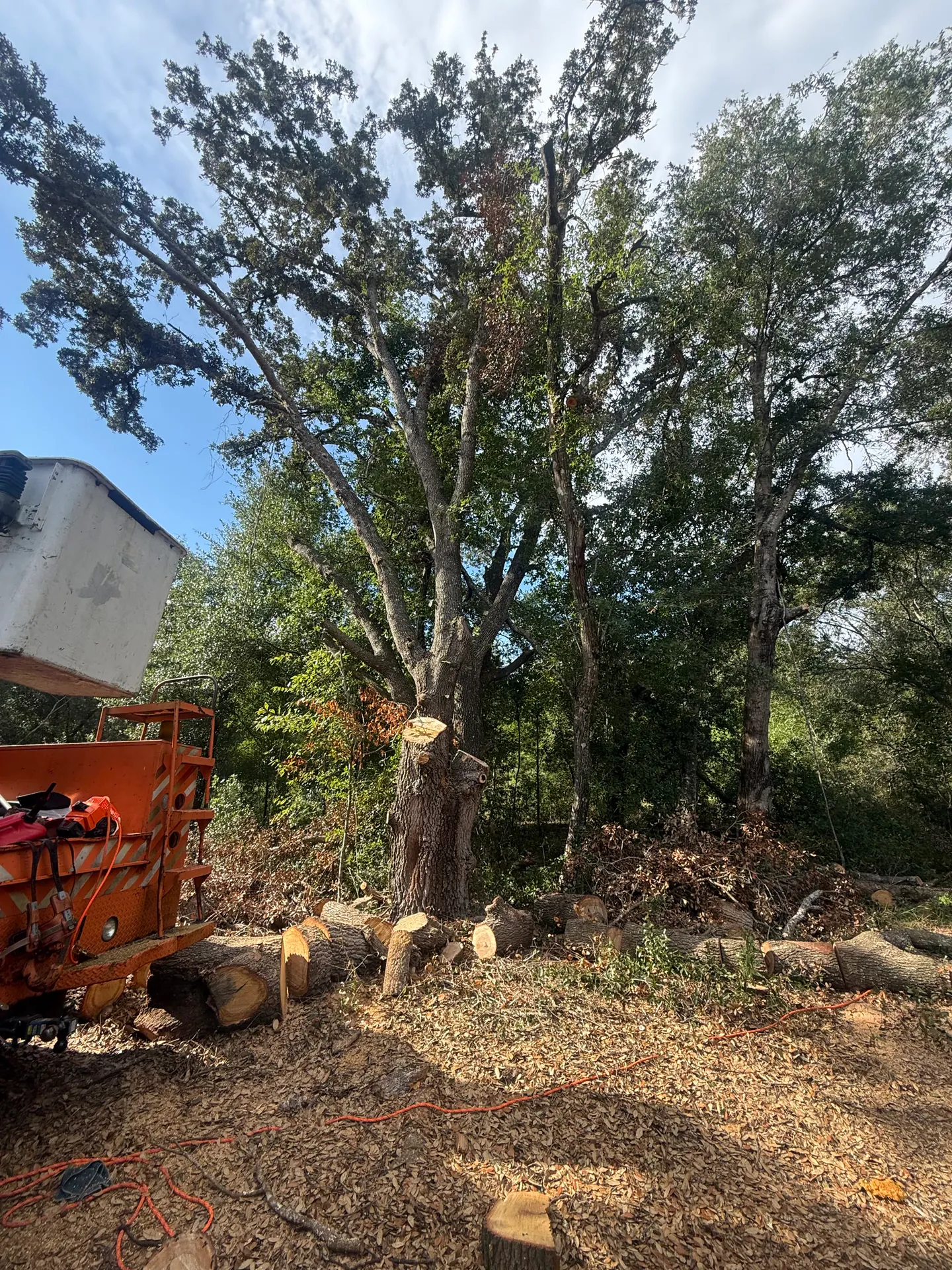 Lunn Woodland crew performing a controlled tree removal